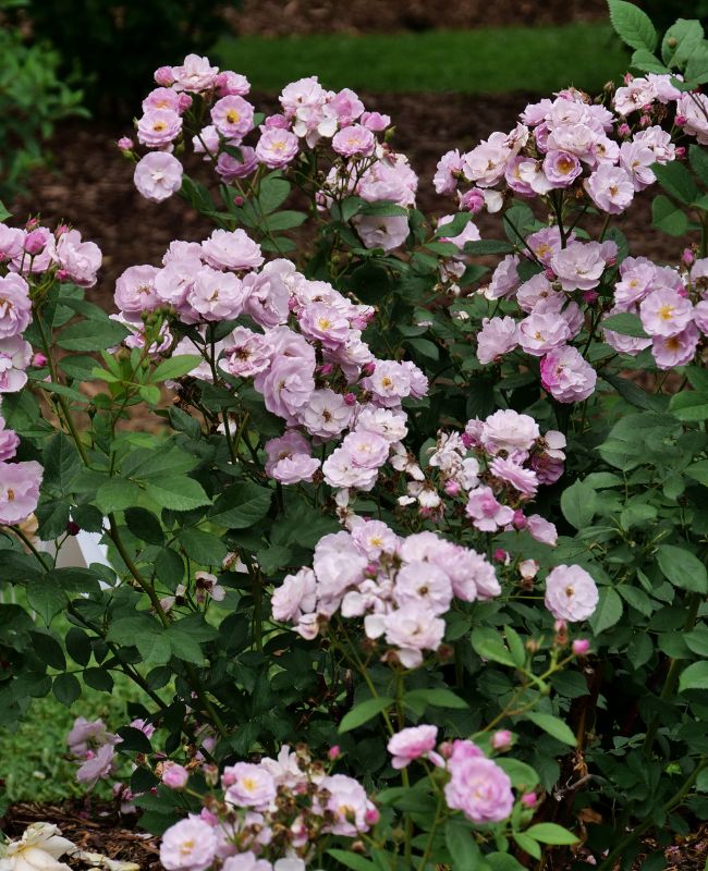 Photo of Rise Up Lilac Days® Rose
