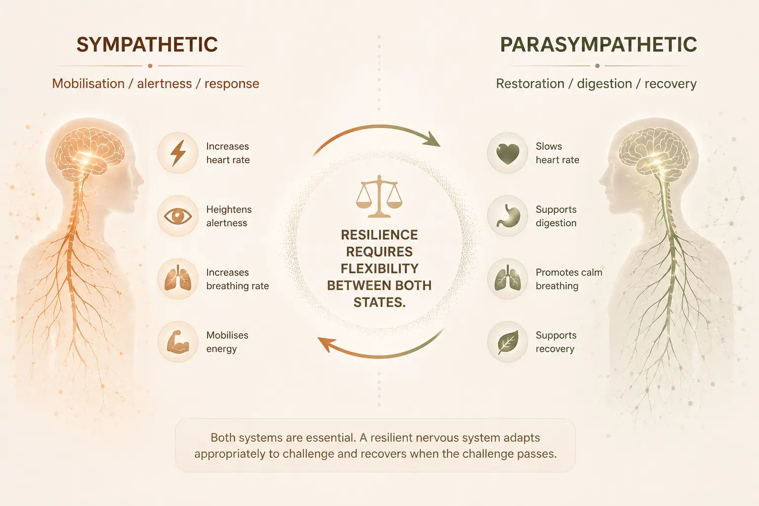 Diagram comparing sympathetic and parasympathetic nervous systems and their functions.