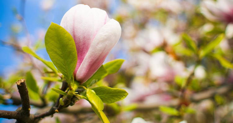 Snoeien Magnolia - Beverboom