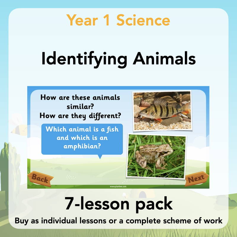 Year 1 Curriculum - Identifying Animals