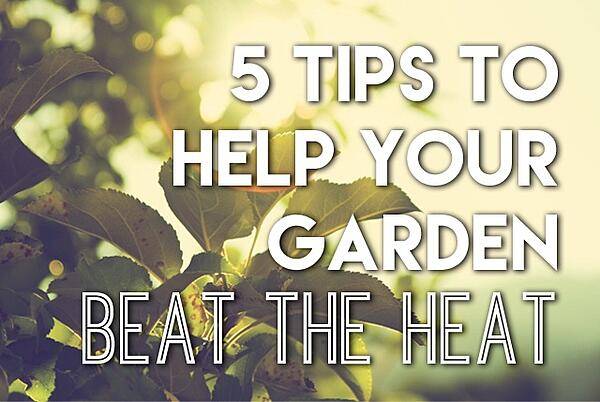 5 tips to help your garden beat the heat