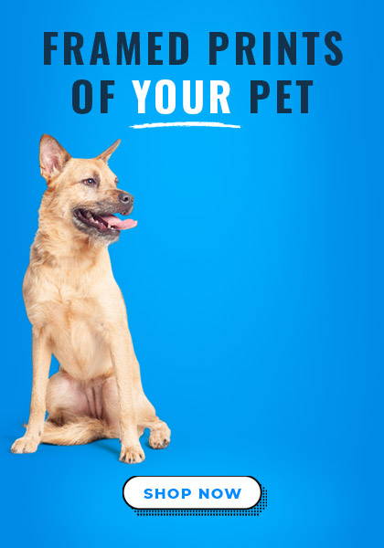MODERN FRAMED DOG ART MOBILE BANNER