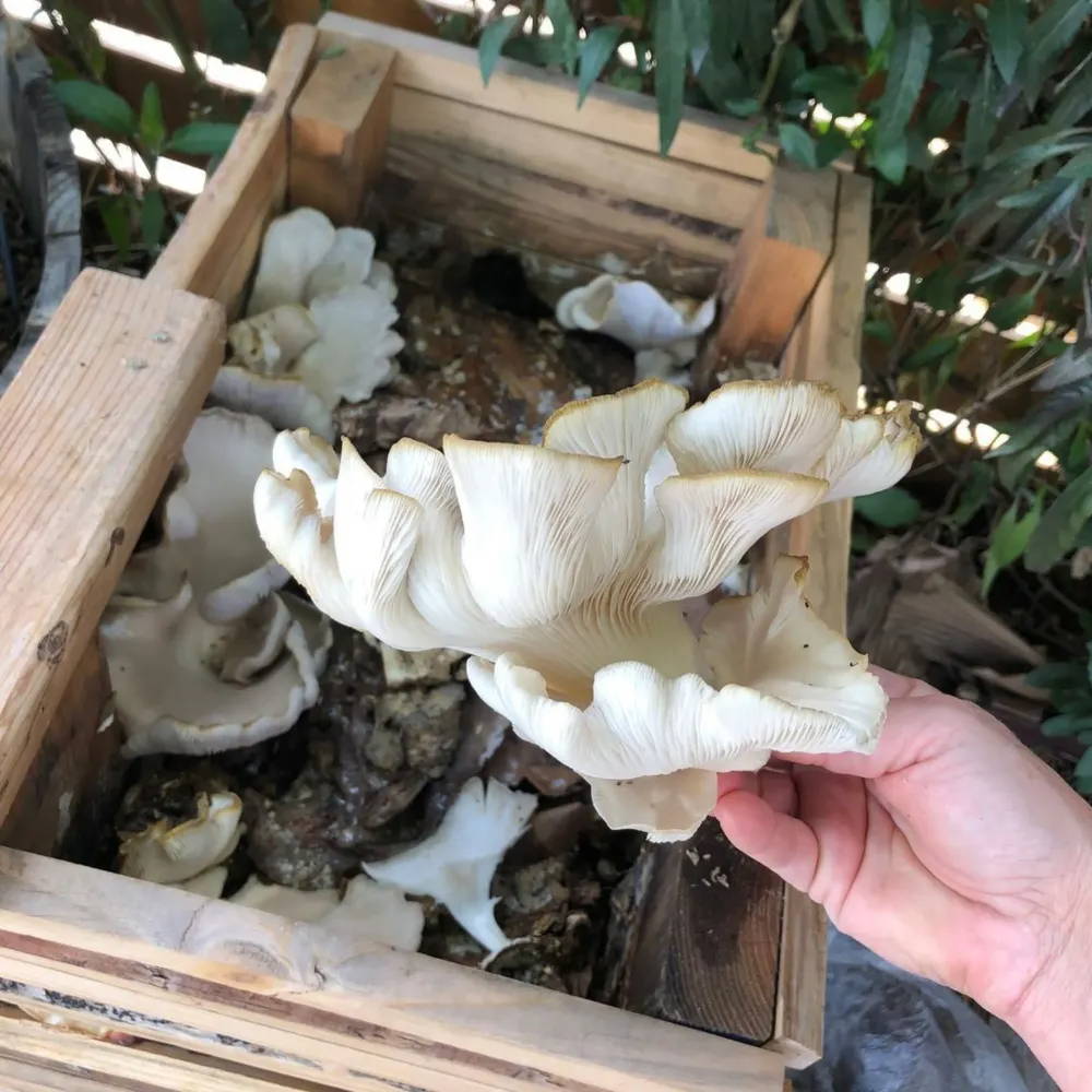 Hand with large Italian Oyster mushrooms, mushrooms fruiting in crate behind