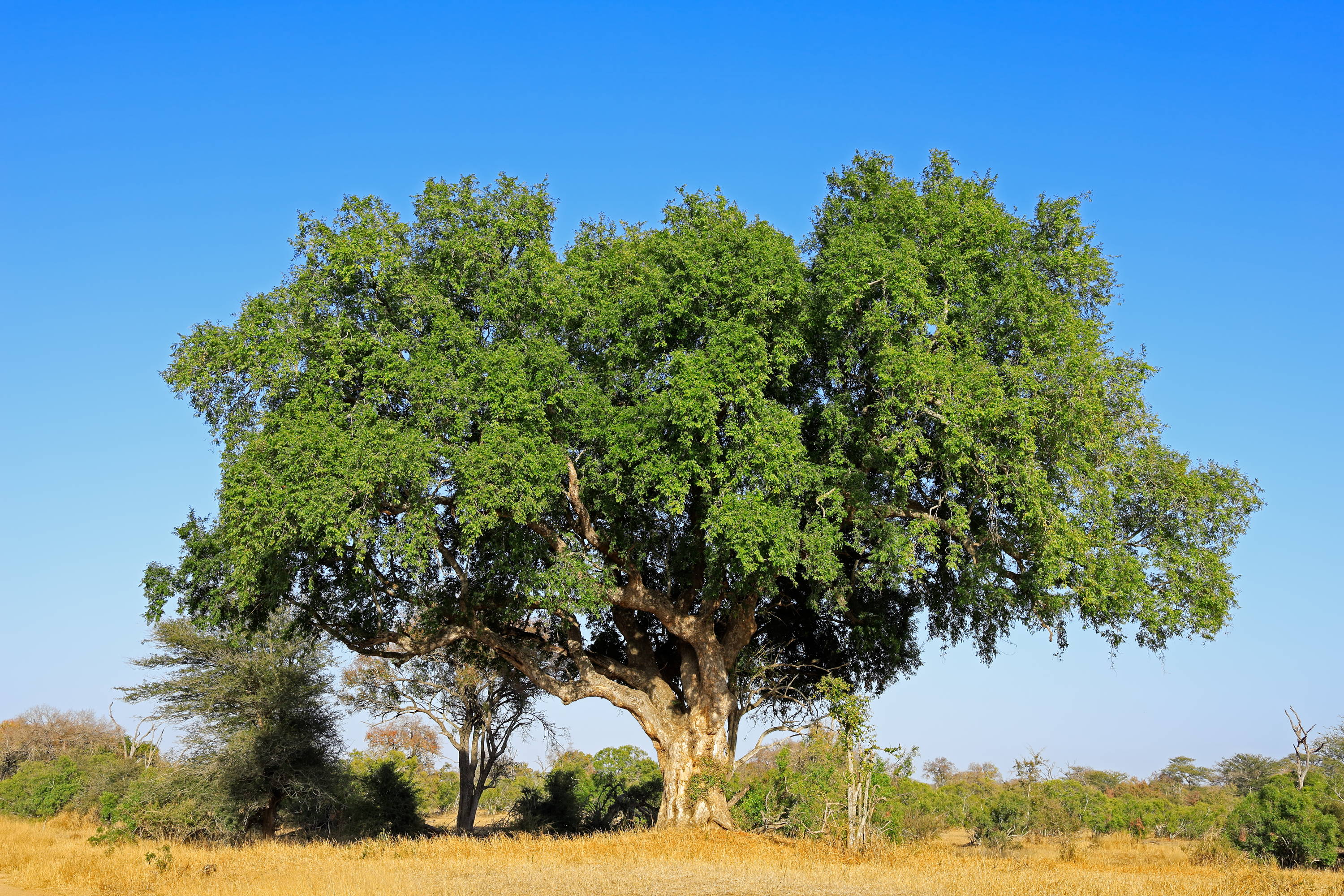 A large Sycamore tree on a sunny day.