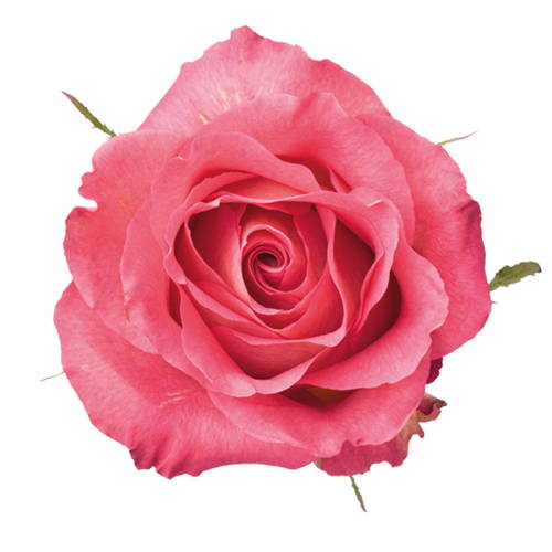 Obrázok THE ORGANIC PHARMACY Double Rose Rejuvenating pleťový krém 50 ml (2)