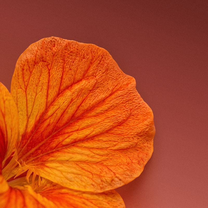 Close-up of an orange flower petal against a soft pink background.