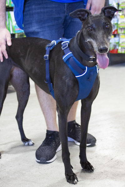 A black greyhound wearing a blue harness ina pet store