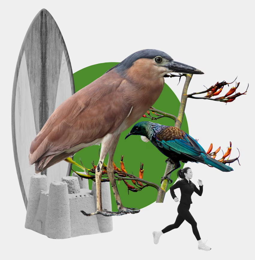 Nankeen Night Heron with a Tui bird