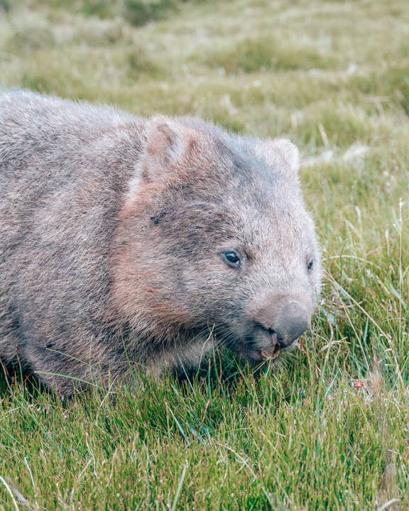 Wombat at Cradle Mountain