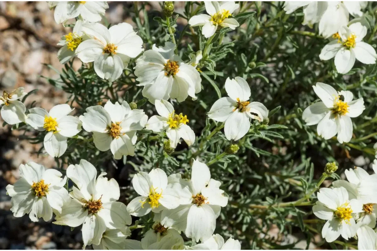 White Desert Zinnia (Zinnia acerosa) blooming in a Sonoran Desert landscape, featuring delicate white flowers with yellow centers and drought-tolerant foliage ideal for Arizona xeriscape gardens.