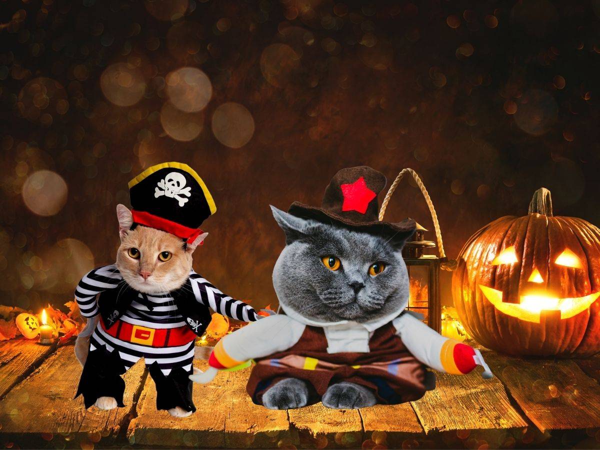 halloween cat costumes