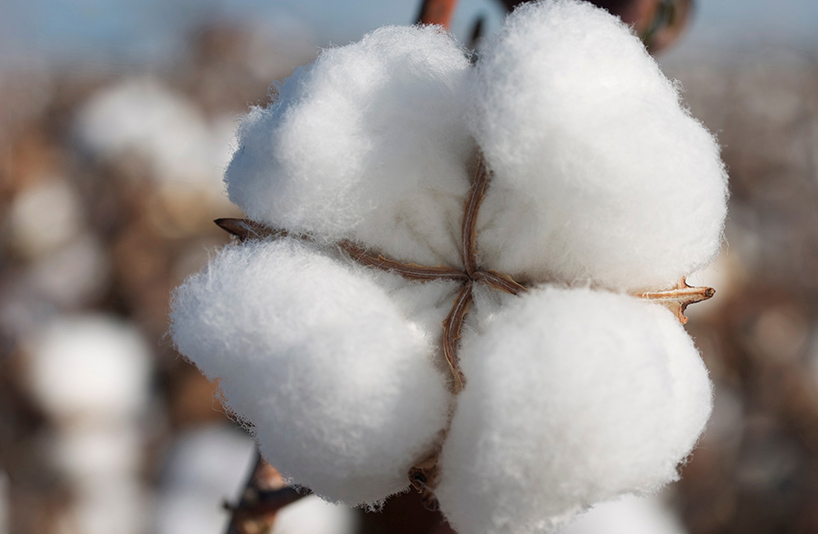 Close-up of cotton bolls on a cotton plant.