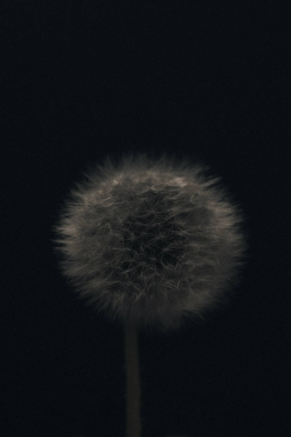 Fluffy white dandelion against a black background