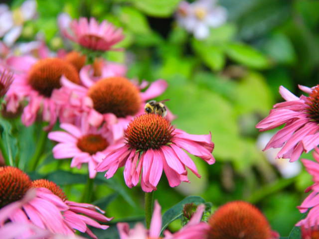 A bee perched atop a pink coneflower