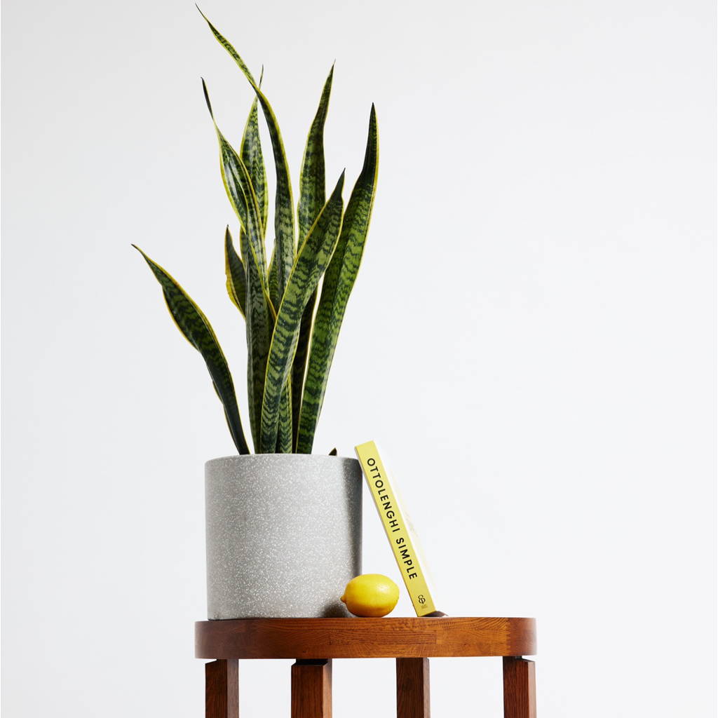 Sansevieria Mother In Law's Tongue in Jardin Terrazzo Pot Grey at The Good Plant Co