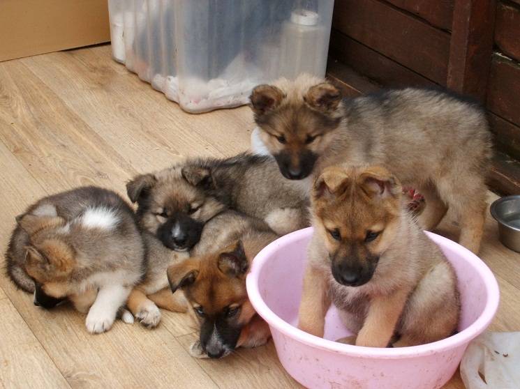 mixed husky and german shepherd puppies