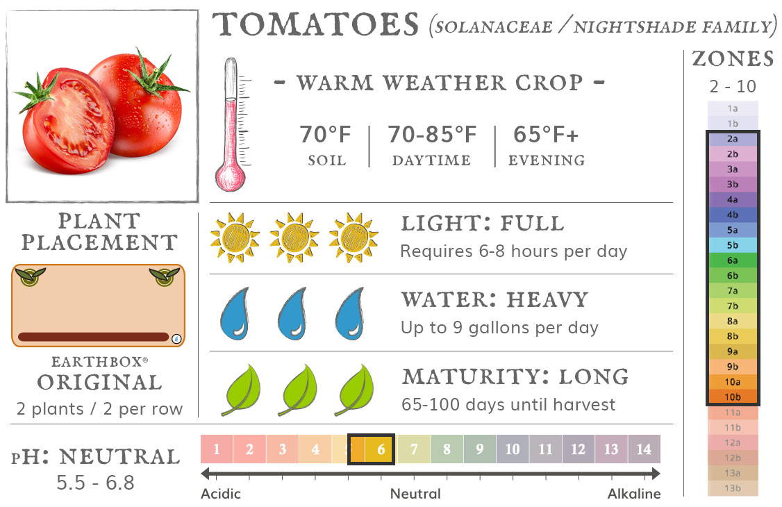 Infographic for growing tomatoes in planting boxes
