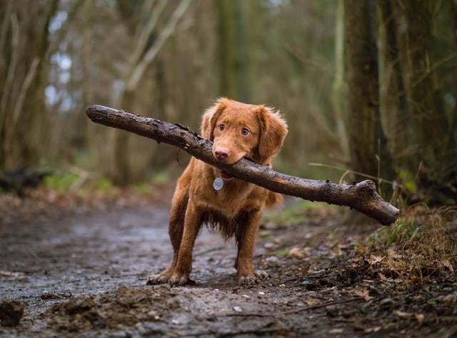 Small Dog Holding A Stick