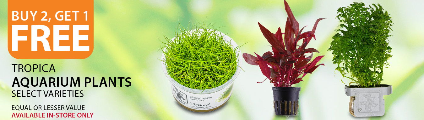 Buy 2, get 1 free Tropica Aquarium Plants. Select varieties. Equal or lesser value. Available in-store only