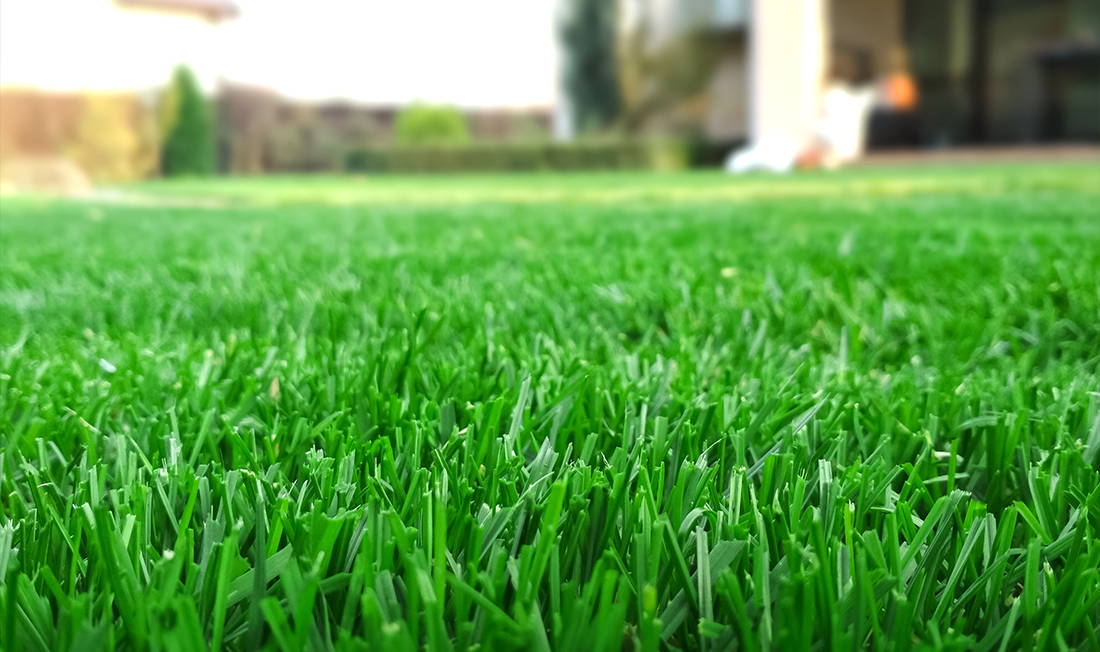 Warm season Lawn Guide By Simple Lawn Solutions