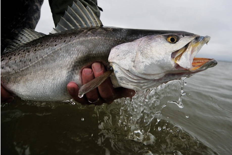 Speckled Trout
