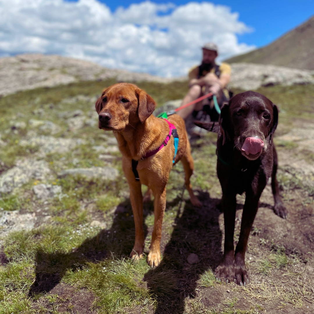 Two labradors, one red and one chocolate, out for a hike in the mountains of Colorado with owner behind them.
