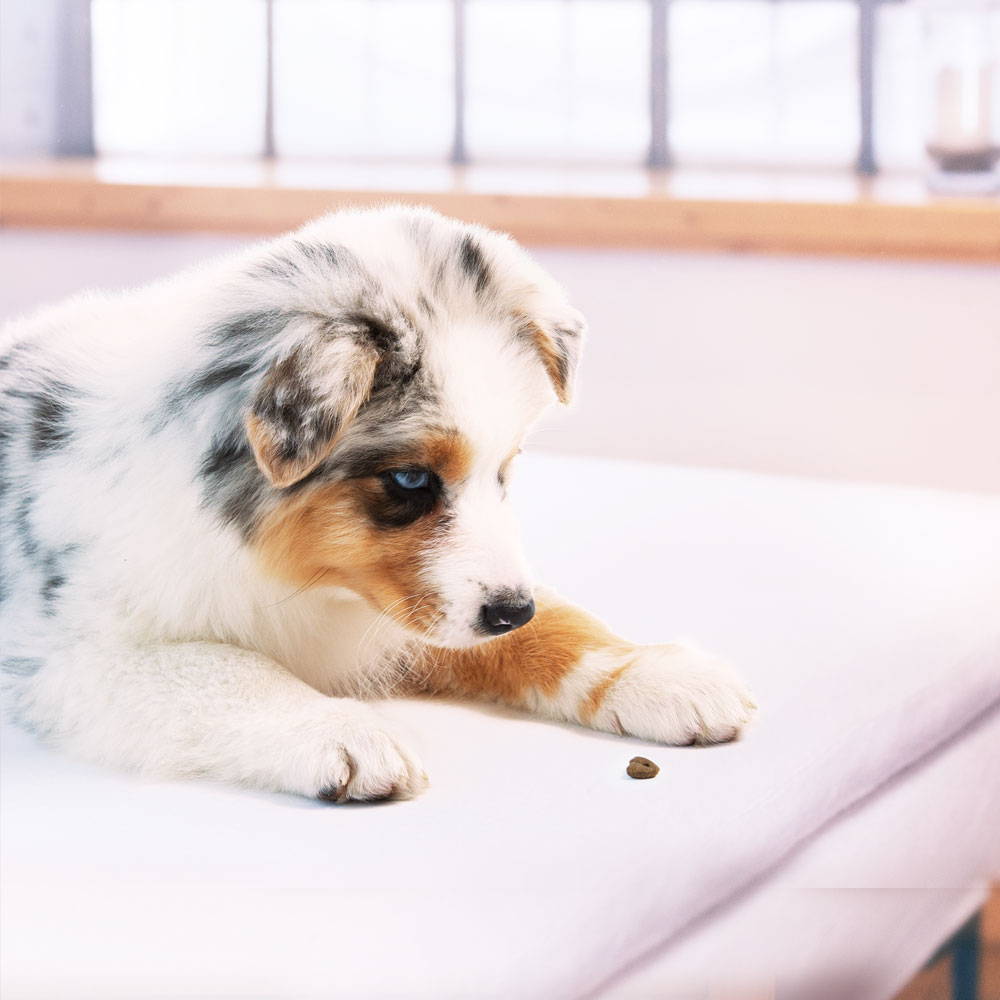 Heart shaped kibble