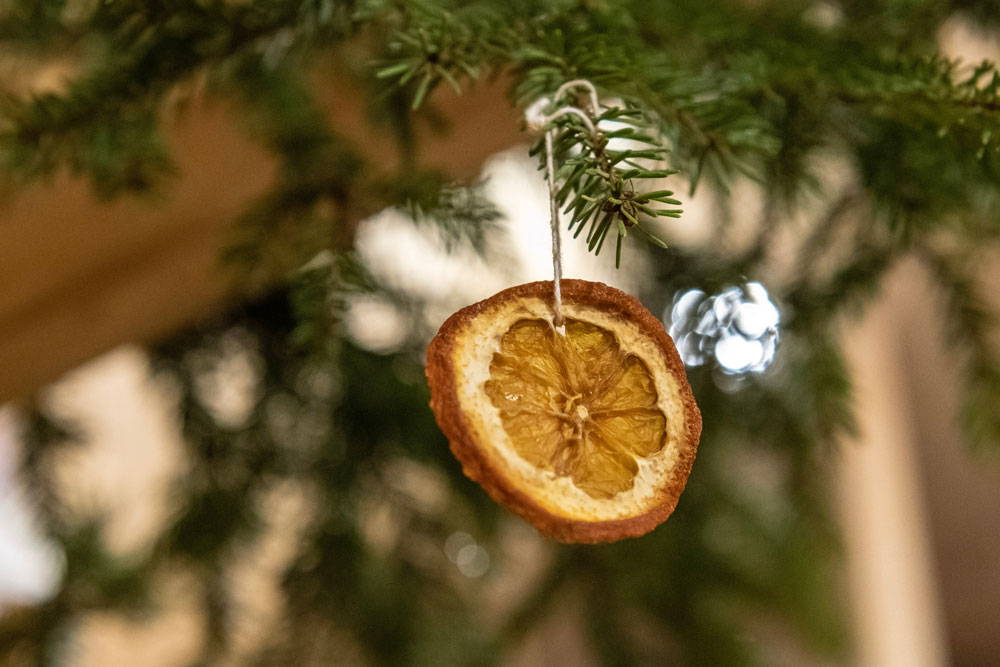 Dried fruit hanging from tree - photo by Catalin  Apostol on Unsplash