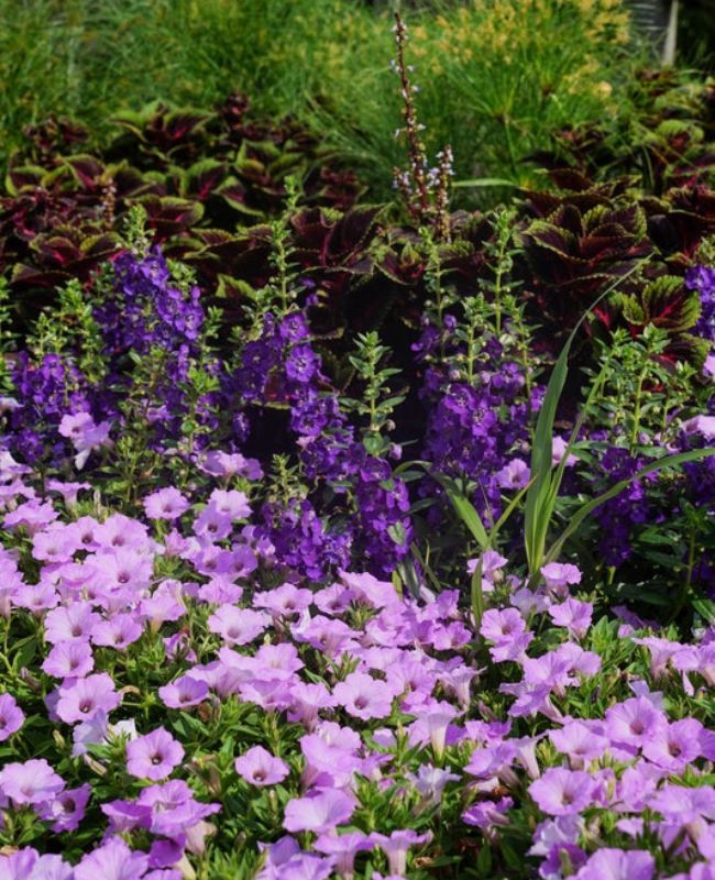 Proven Winners display garden full of Angelface Blue, Coleus ColorBlaze Torchlight, Supertunia Cool Jazz