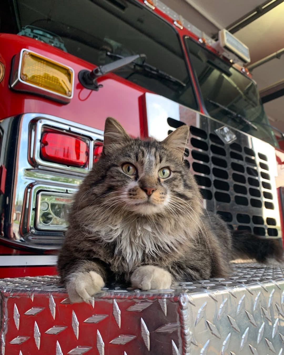 A fluffy cat lounging on a fire truck.