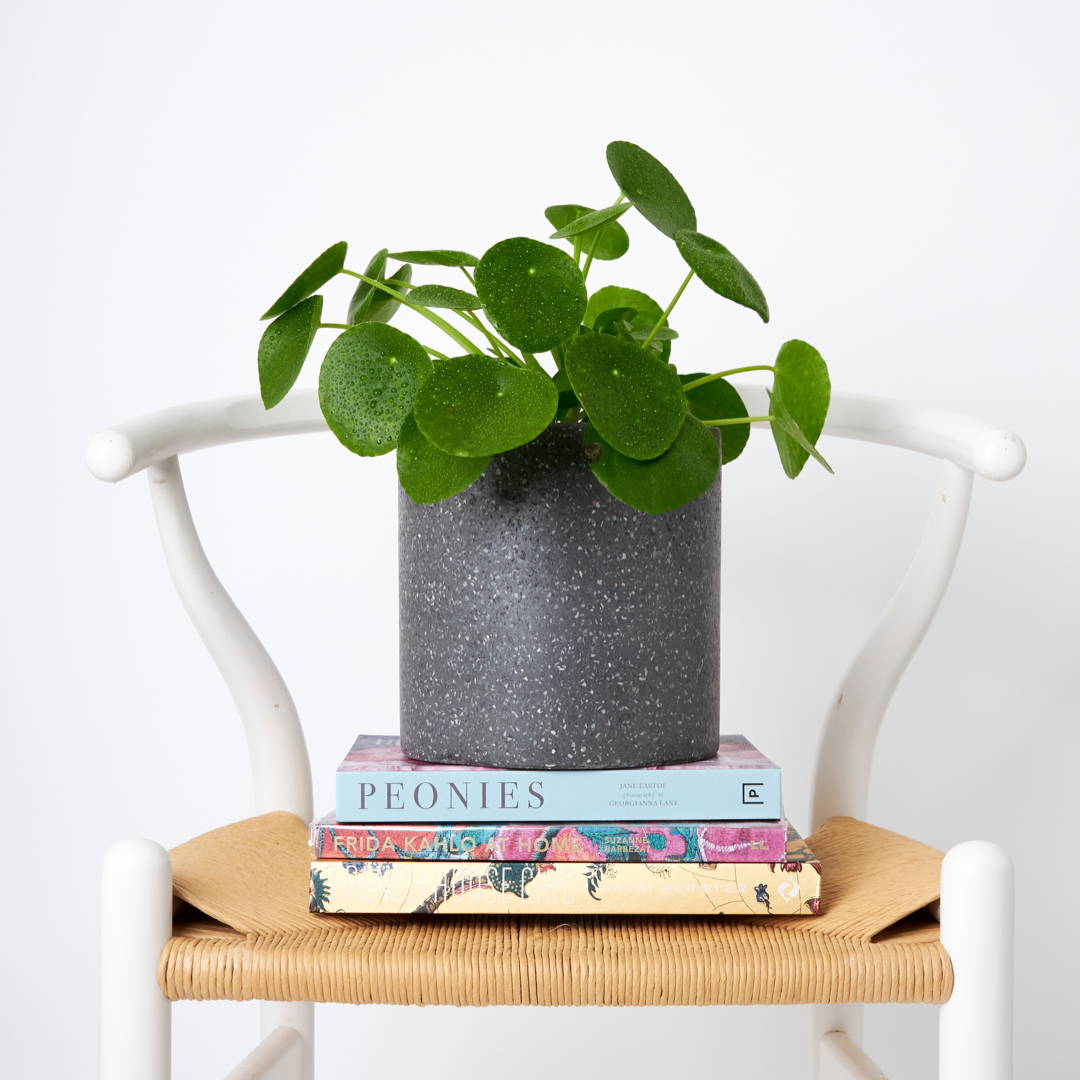 Chinese Money Plant in Jardin Terrazzo Pot Black on books on chair from The Good Plant Co