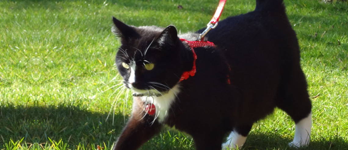 A black kitten being walked on a lead