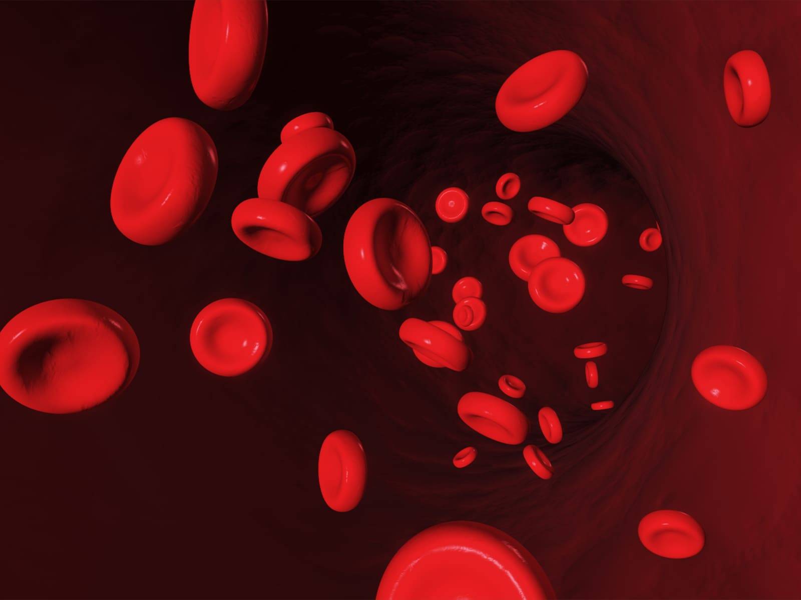 Katzengras Wirkung - Blutkörperchen