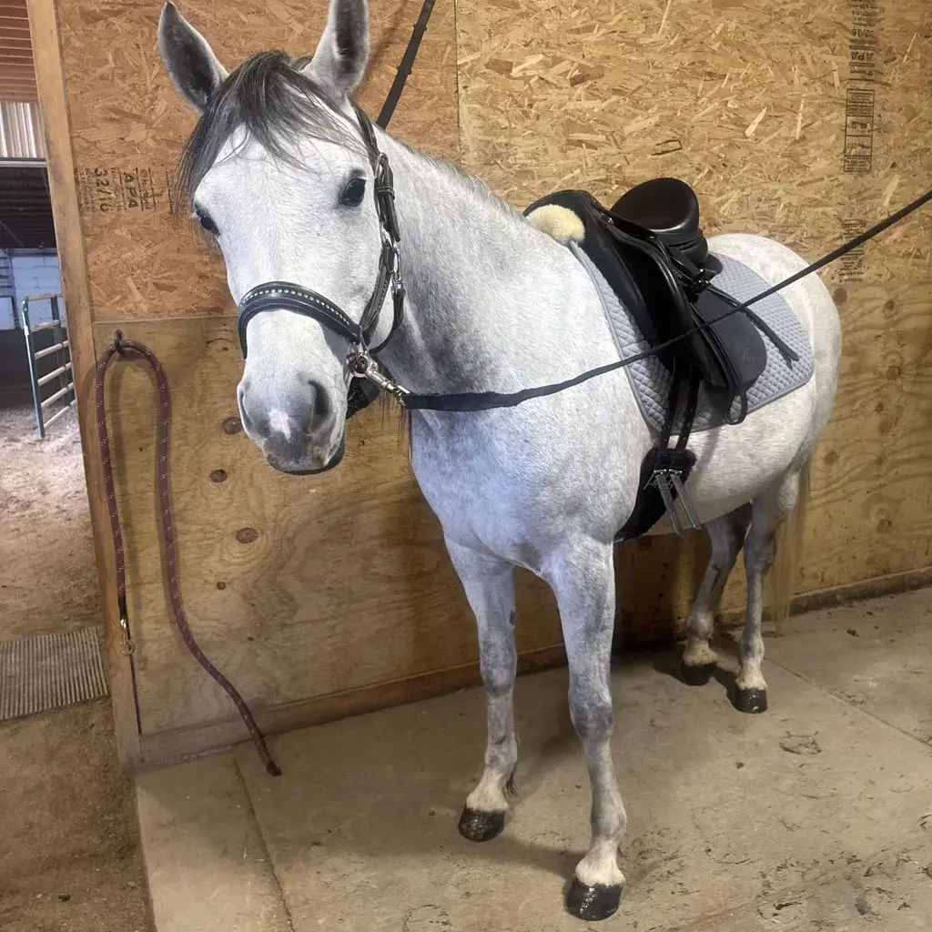 A gray horse standing in a stable with a saddle.