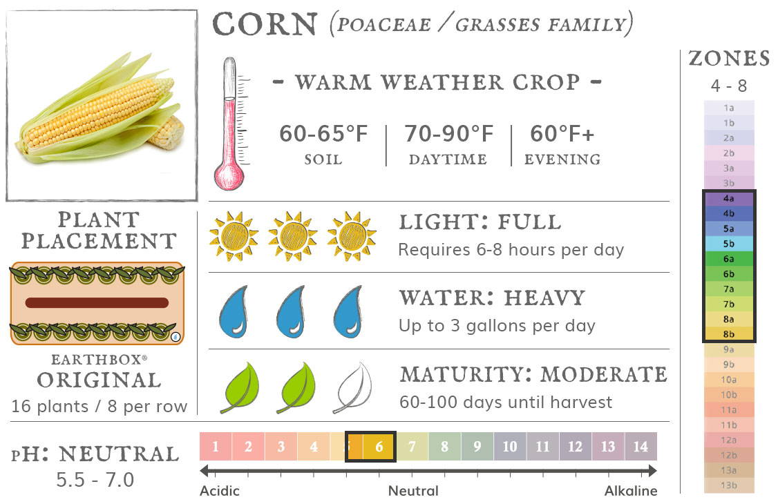 Corn is a warm weather crop best grown in zones 4 to 8. They require 6-8 hours sun per day, up to 3 gallons of water per day, and take 60-100 days until harvest. Place 16 plants, 8 per row, in an EarthBox Original