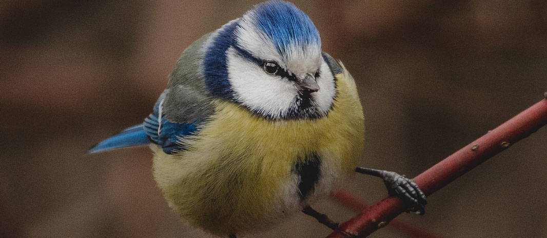 Bird Guide: Great Tit - Advice – Peckish UK