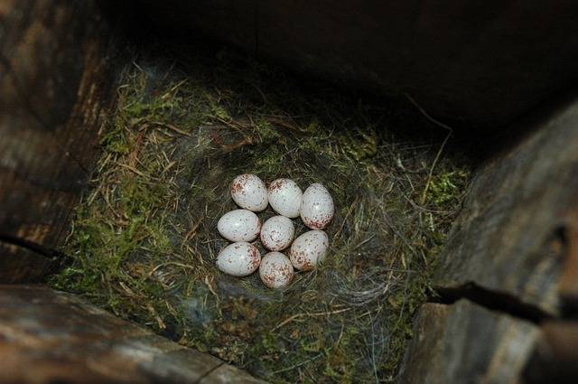 Blue tit eggs