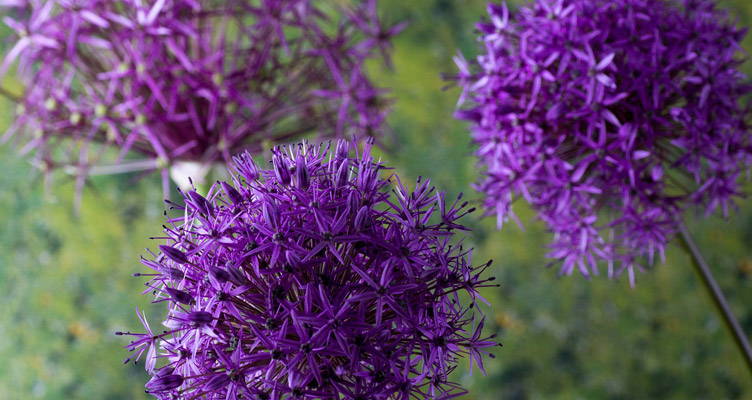 Alliums, Ornamental Onions