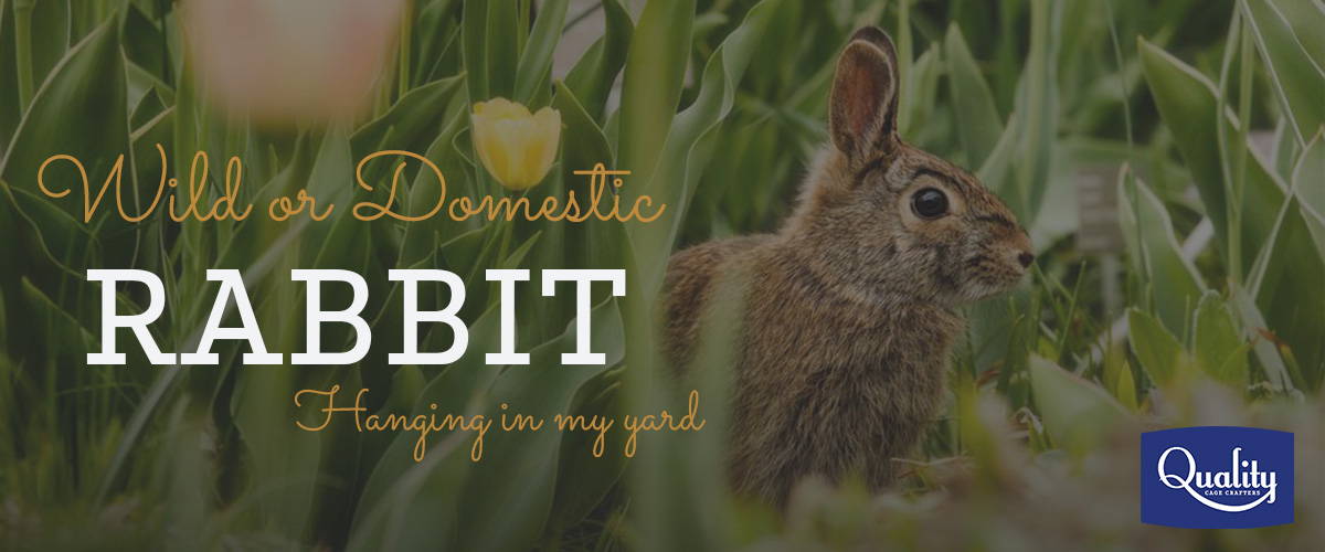 Wild or Domestic Rabbit Image