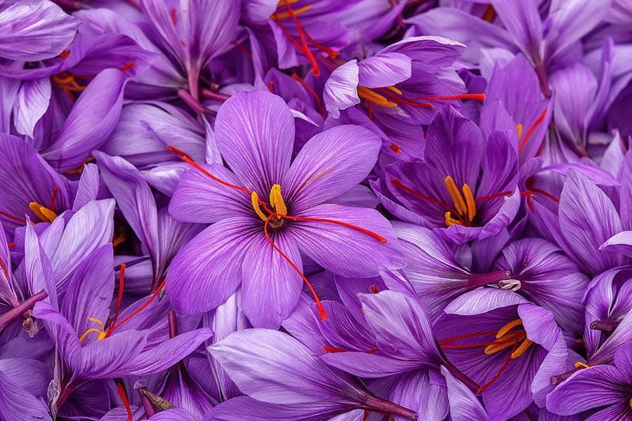 Affron Saffron