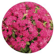 Photo of Southern Blaze™ Bright Pink (Phlox drummondii)