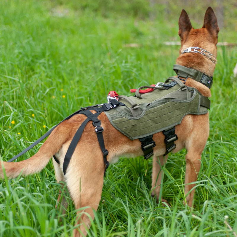 K9 wearing the Nomad IHS with swiss seat attachment