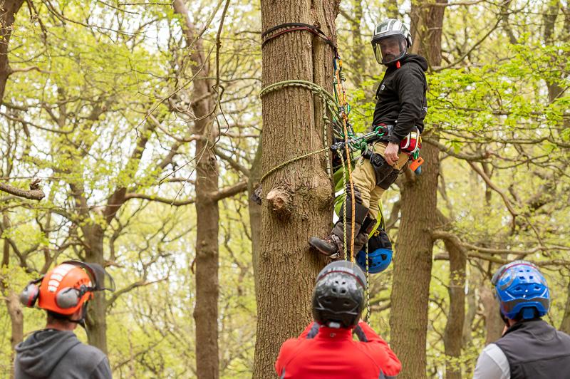 Person climbing a tree while others watch, surrounded by green foliage.