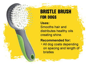 bristle brush for dogs