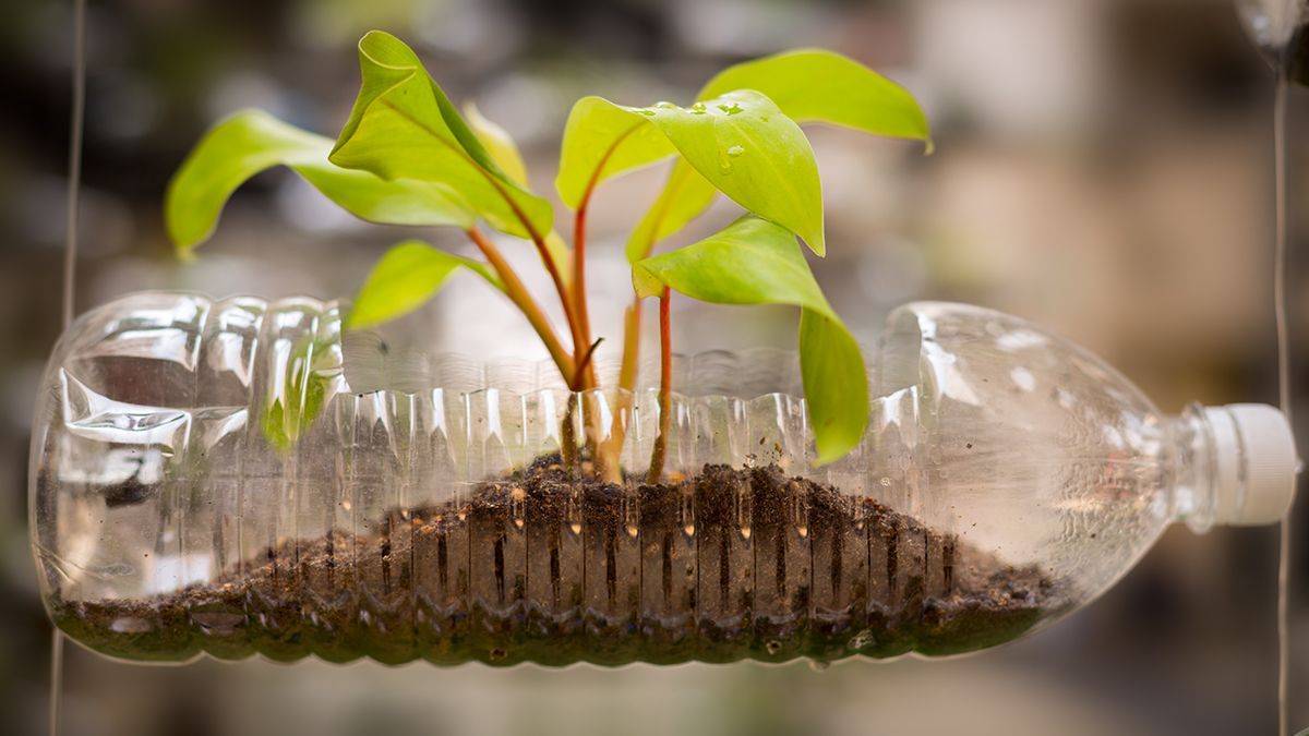 Plastic bottle with plant growing inside