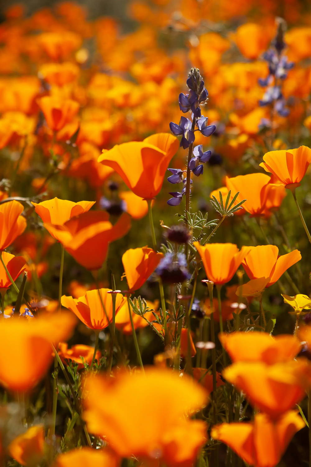 Close up of orange and purple wildflowers