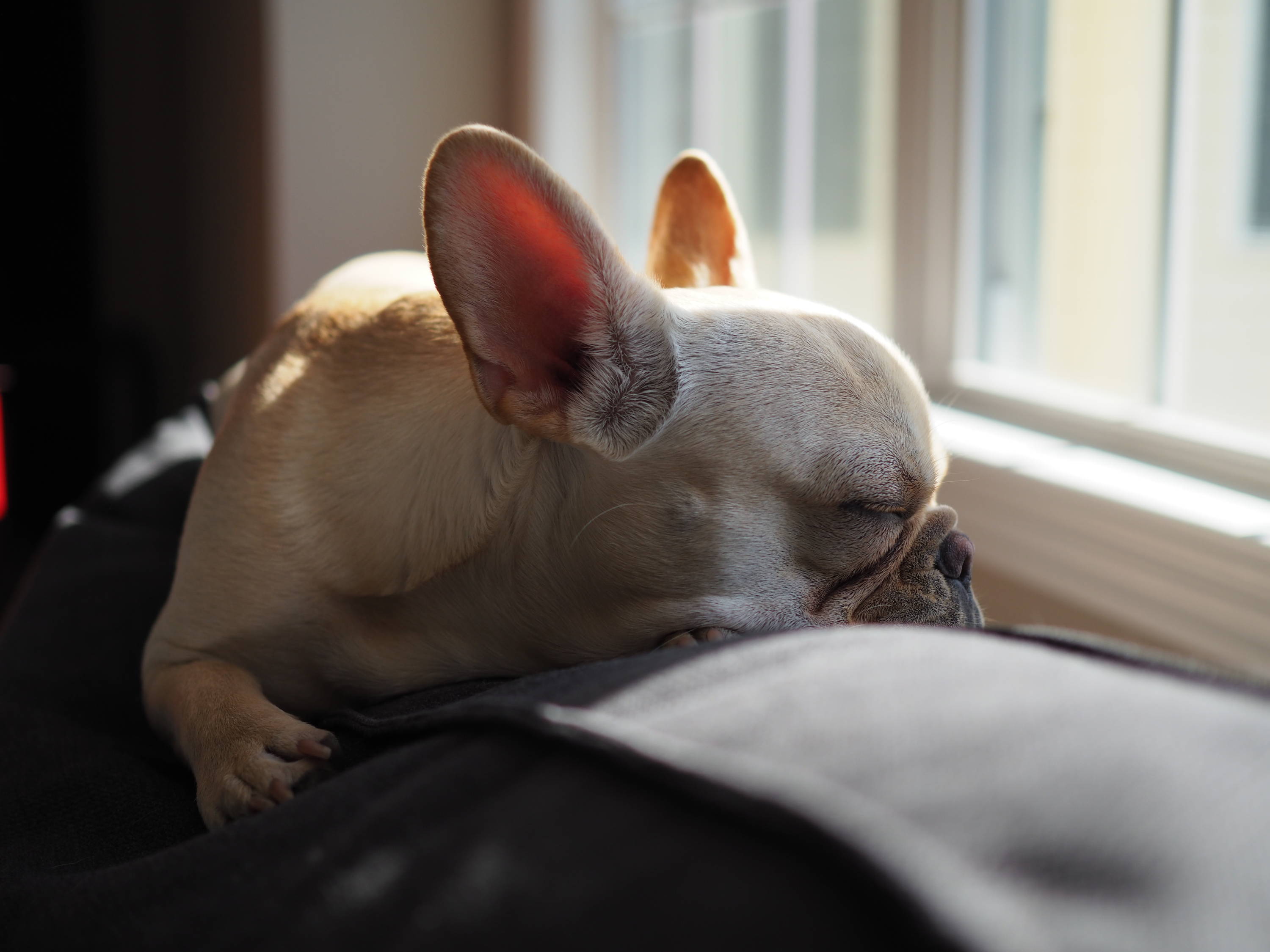 Puppy taking a nap 