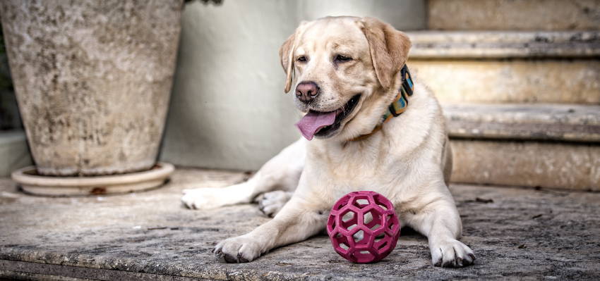 Image of a calm dog sitting in front of an outdoor staircase with his toy ball