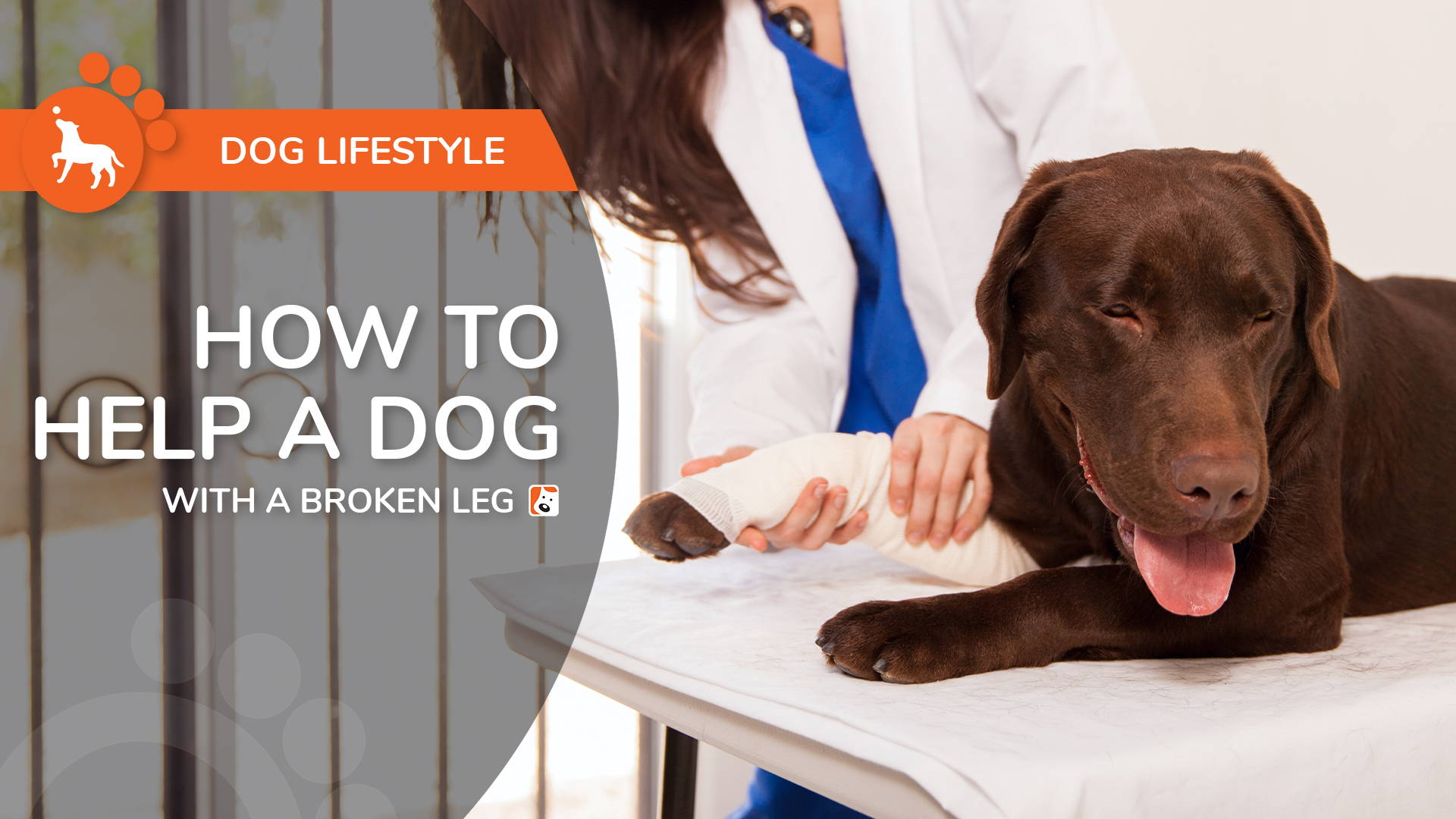 how to treat a dogs broken leg