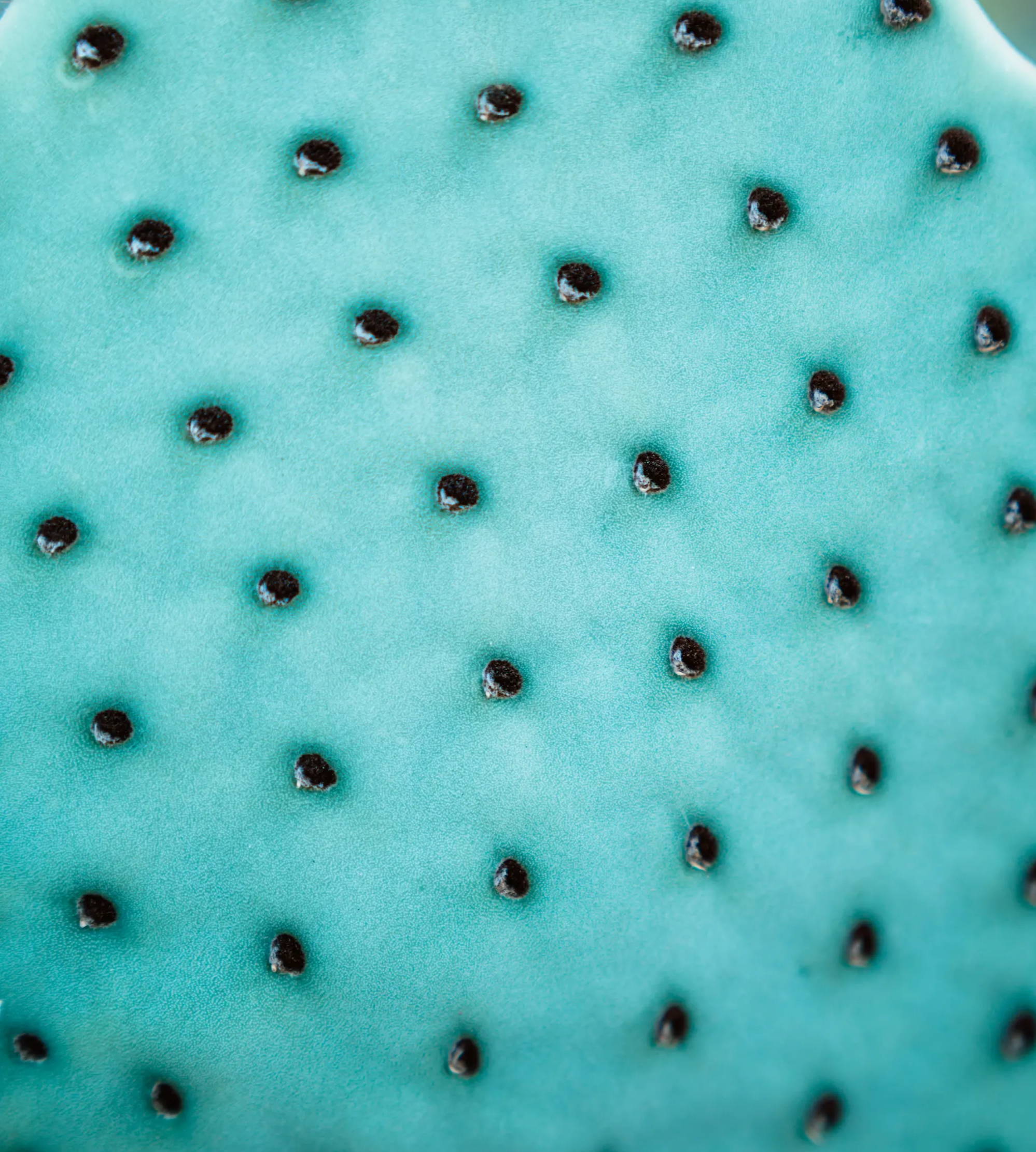 close up of black spotted pattern on a cactus
